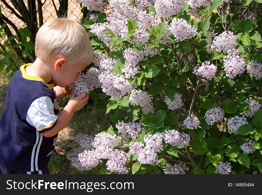 Young boy stops to grab a lilac flower and enjoy the sweet aroma. Young boy stops to grab a lilac flower and enjoy the sweet aroma.