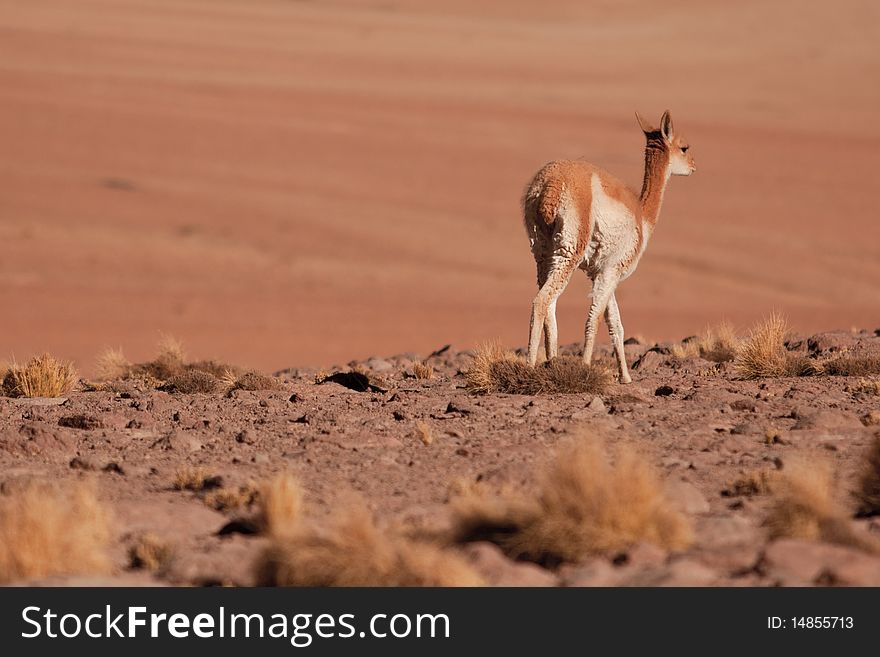 Lhama stands in desert looking landscape, alone