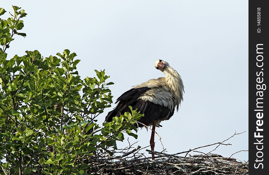 Stork in the nest looking into lens