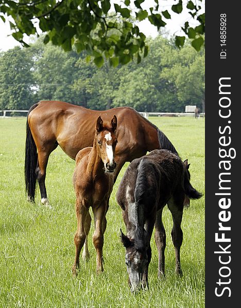 Mare with the foals on the paddock. Mare with the foals on the paddock