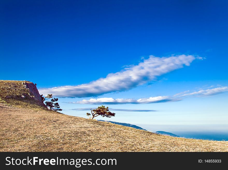 Crimea pine-tree on mountain over sea coast