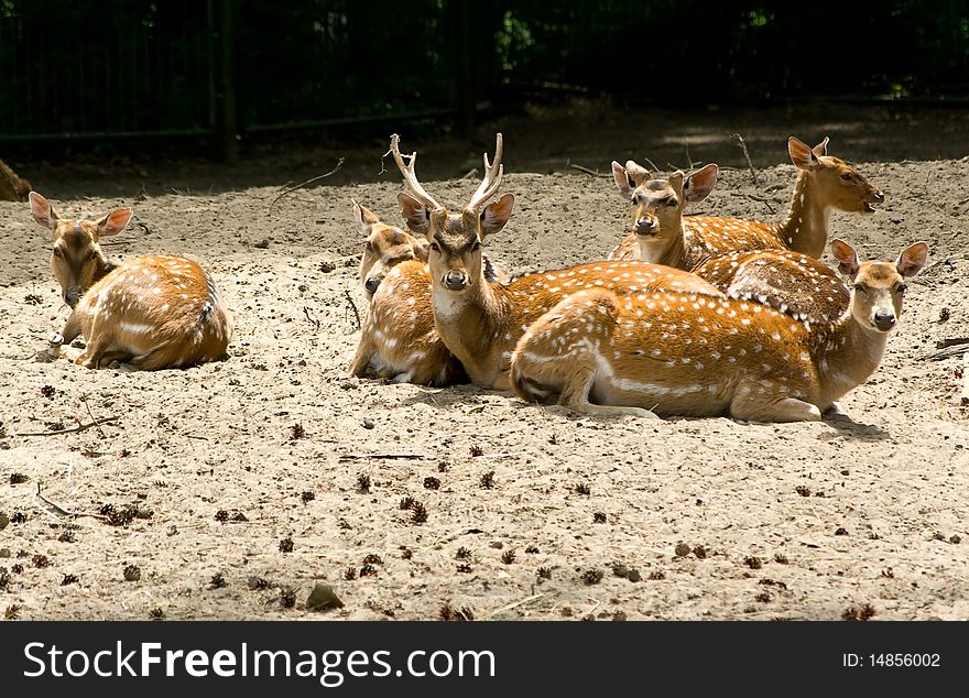 The family of deer on vacation