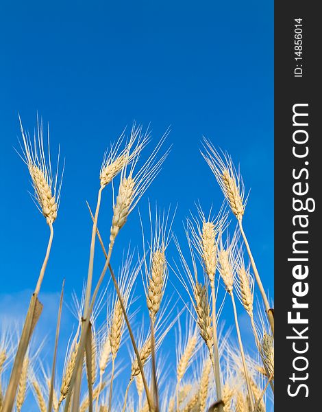 Golden wheat field on blue sky