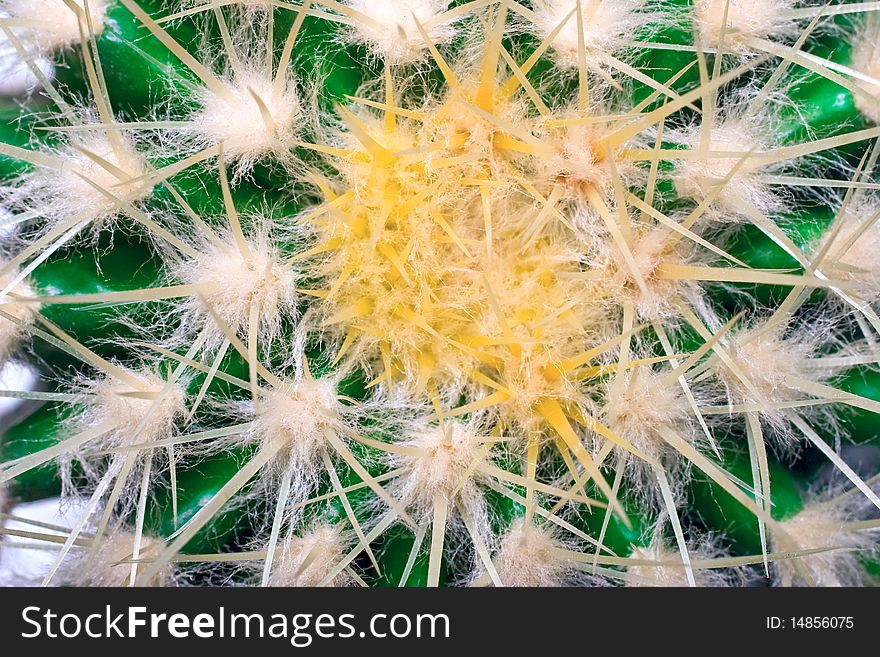 A closeup image on cactus. Organic background.