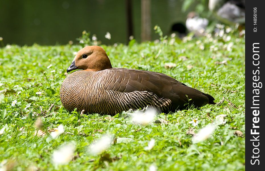 Duck having a rest on a green lawn. Duck having a rest on a green lawn