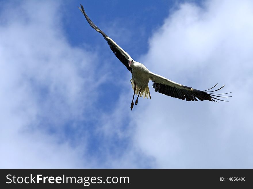 Silhouette of the flying stork. Silhouette of the flying stork