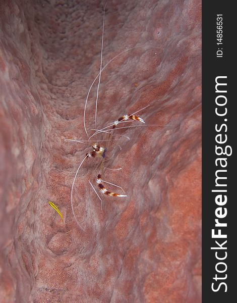 Banded Coral Shrimp in a sponge in the Caribbean Sea