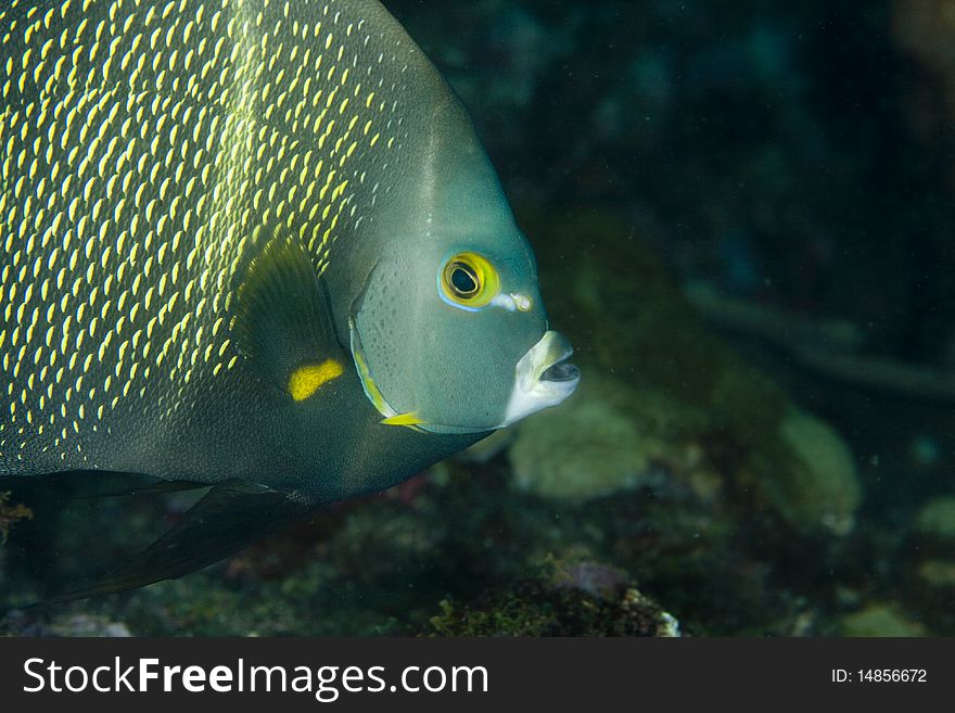 French Angelfish close-up in the Caribbean Sea