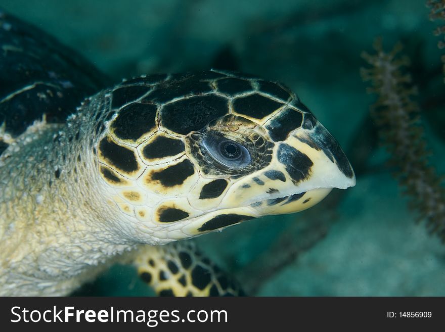 Close-up of a sea turtle in the Caribbean Sea. Close-up of a sea turtle in the Caribbean Sea