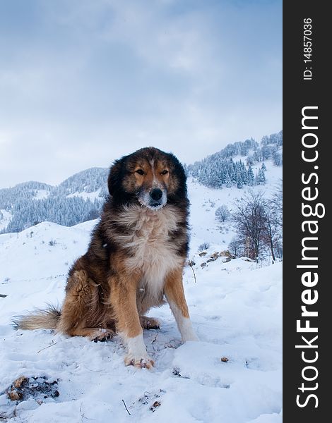 Sheepdog, Shepherd Dog in Winter, in Mountains Landscape