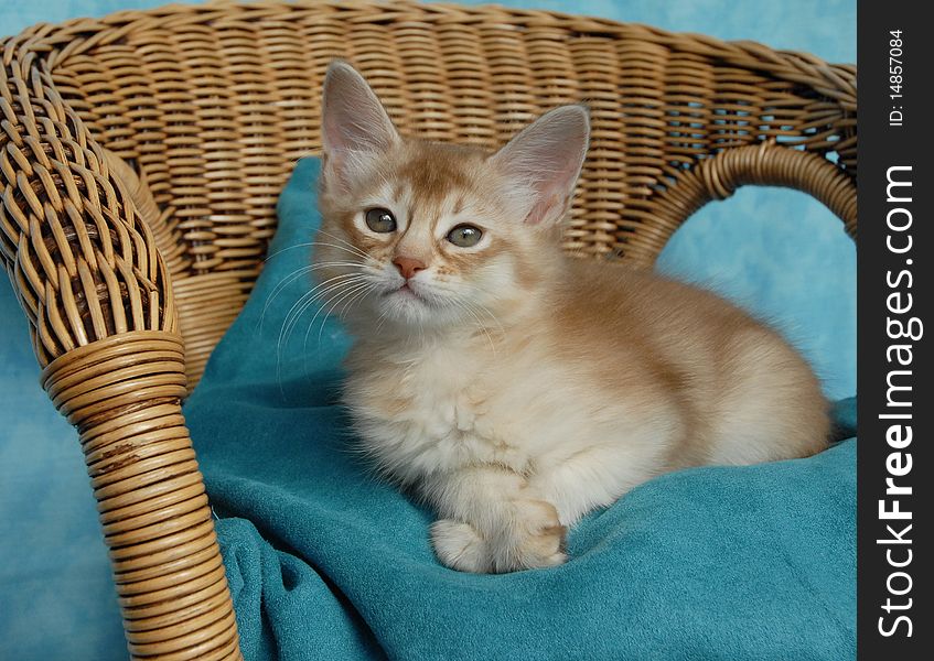 Sorrel silver somali kitten sitting on a wicker chair