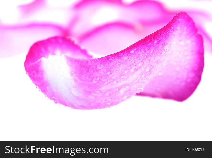 Pink rose petals with water drops isolated on white background