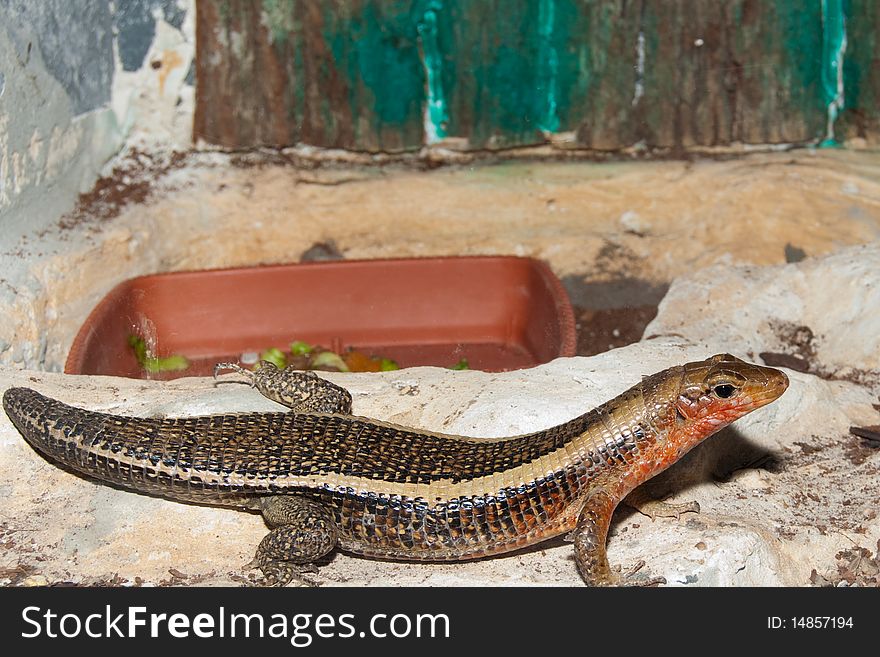 Sudan Plated Lizard In Terrarium