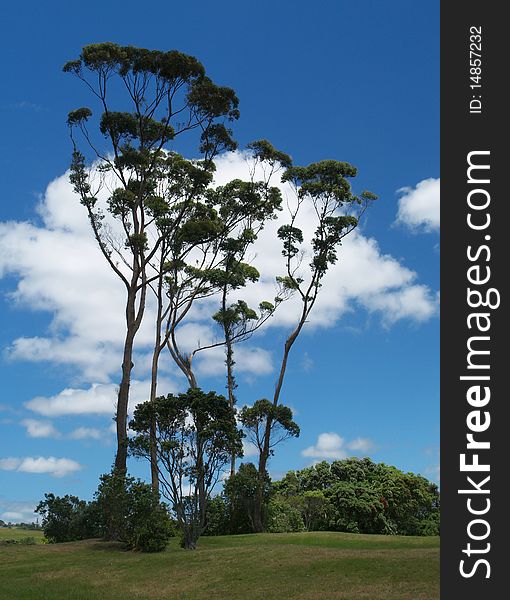 Group of trees, Long Bay beach, North Shore, Auckland, New Zealand