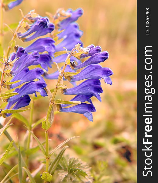 Purple wind flowers in autumn