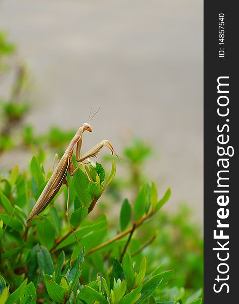 Photo of a brown preying mantis