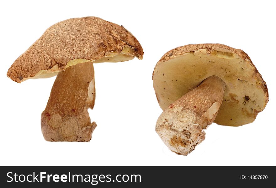 Mushroom Boletus edulis, isolated on white. Mushroom Boletus edulis, isolated on white