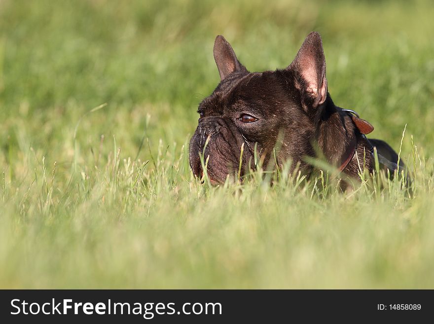 French bulldog in field on long green grass.