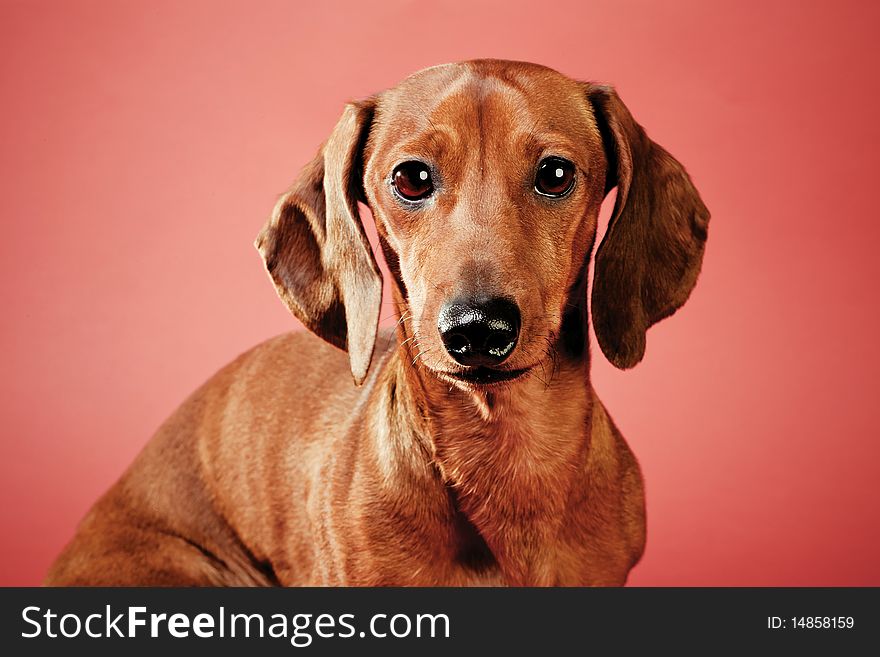 Dachshund on a red background. Studio shot. Dachshund on a red background. Studio shot