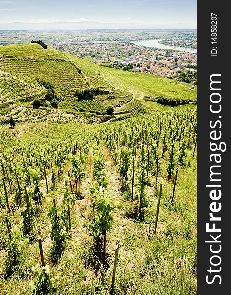 Vineyard in France