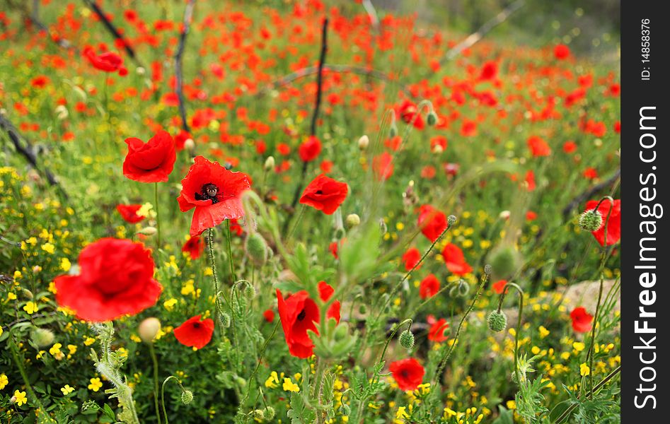 Field of poppies