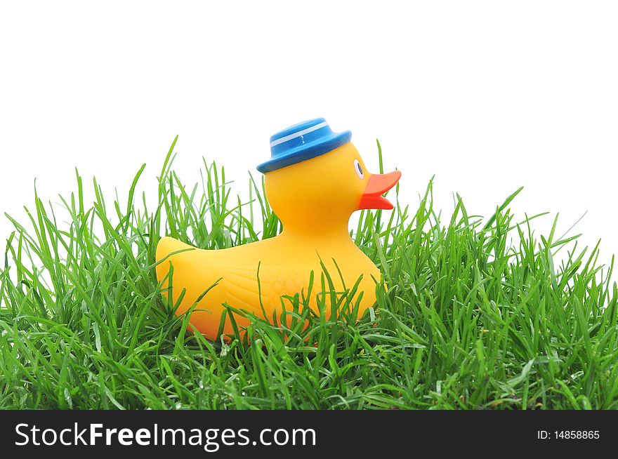 Rubber duck in grass on white background