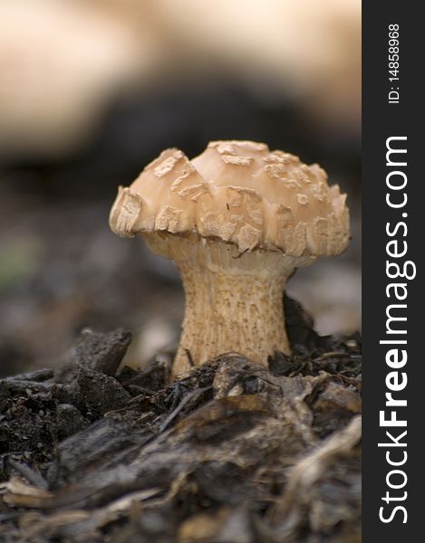 small white mushroom on black ground