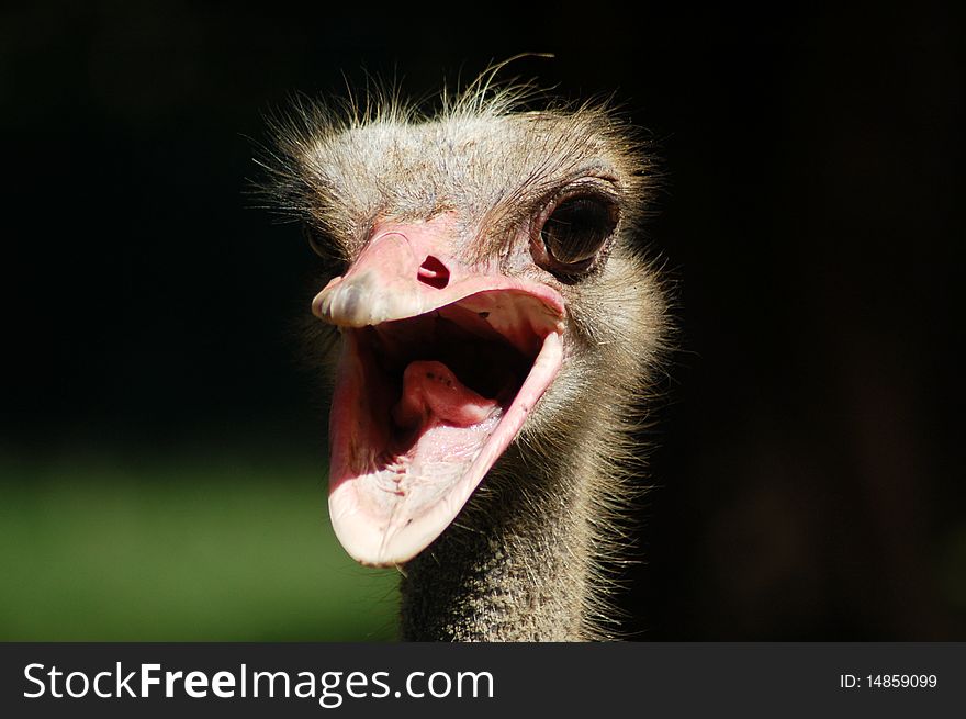 Ostrich under sun,in zoo.