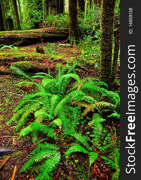 Ferns growing in a redwood forest in Northern California. Ferns growing in a redwood forest in Northern California