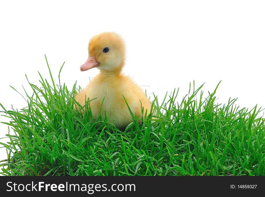 Duck in grass on white background