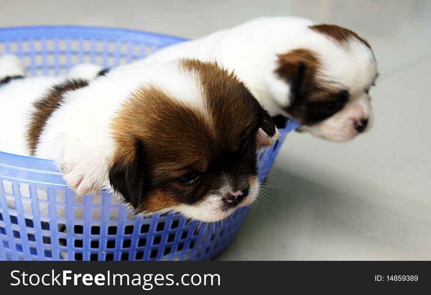 Long-haired brown dog in a small basket. Long-haired brown dog in a small basket