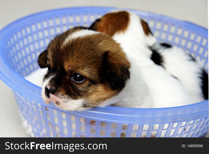 Long-haired brown dog in a small basket. Long-haired brown dog in a small basket
