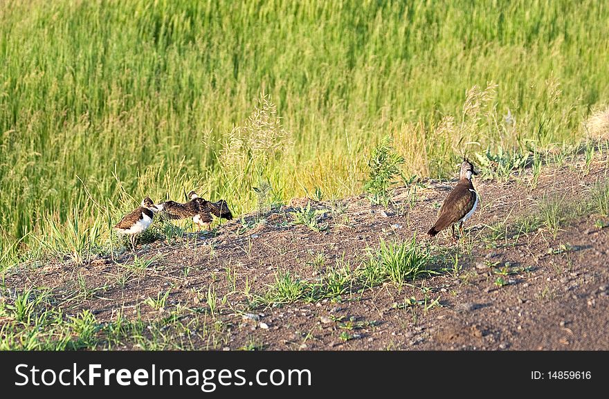 Female lapwing passes from chicks across the road. Female lapwing passes from chicks across the road.