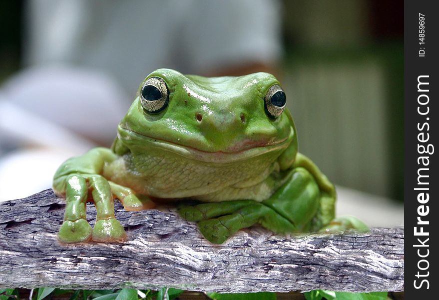 Green tree frog sitting on a branch