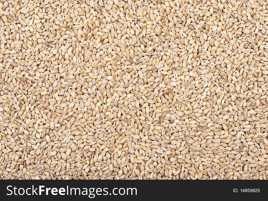 Barley grains. Texture for design