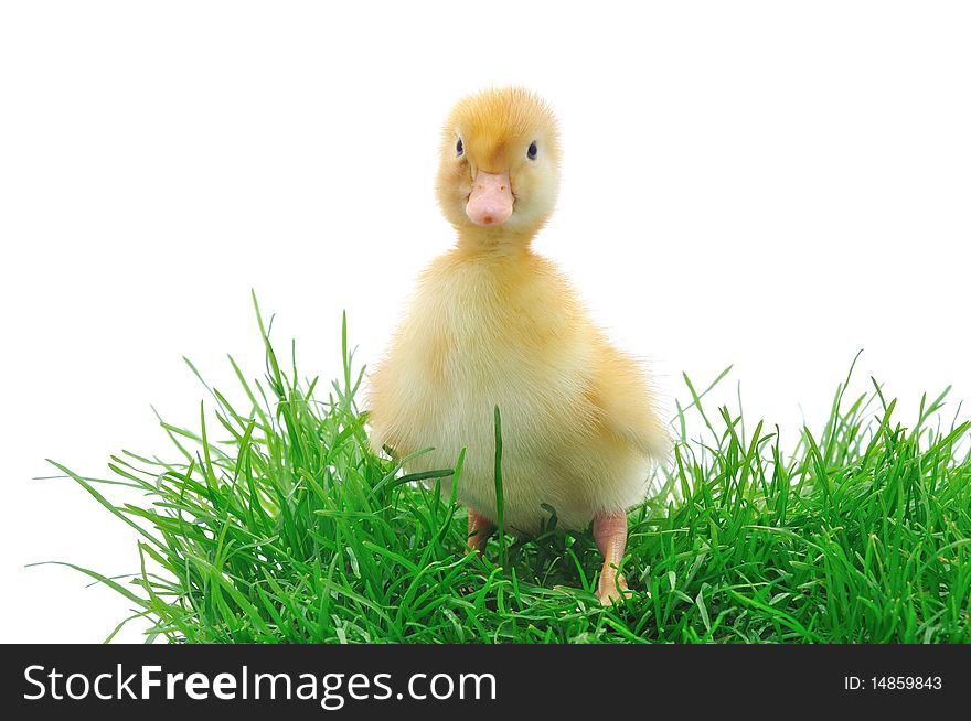 Duck in grass on white background