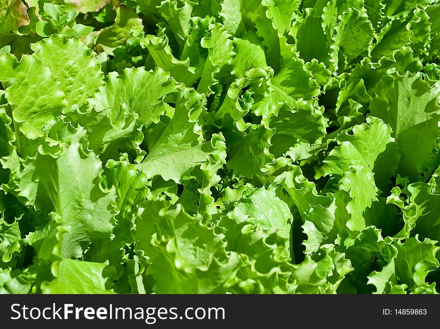 Green lettuce salad