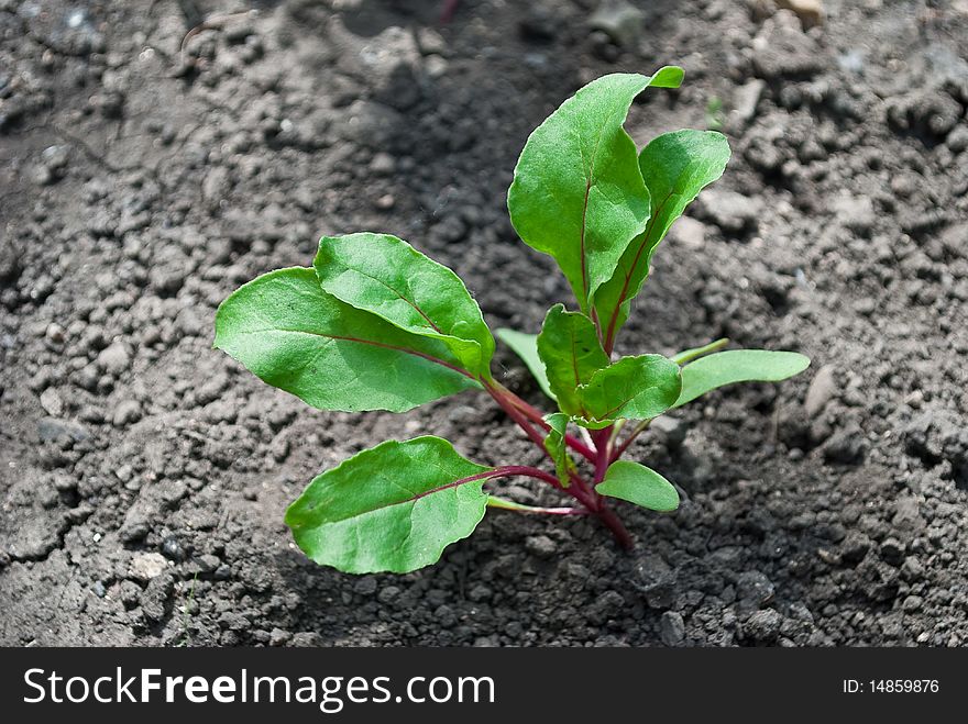 Green young beet sprout in soil