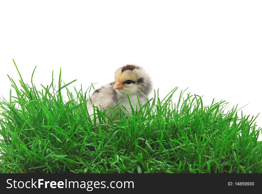 Chick in grass on white background