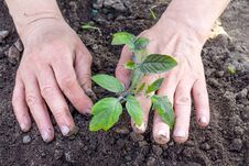 The Woman`s Hands Condense The Ground Near The Sprout Of Tomatoes_ Stock Photo
