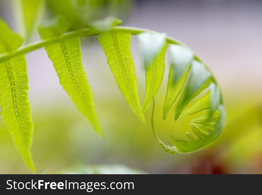 Backgrouds Of Fern And Sporangium.