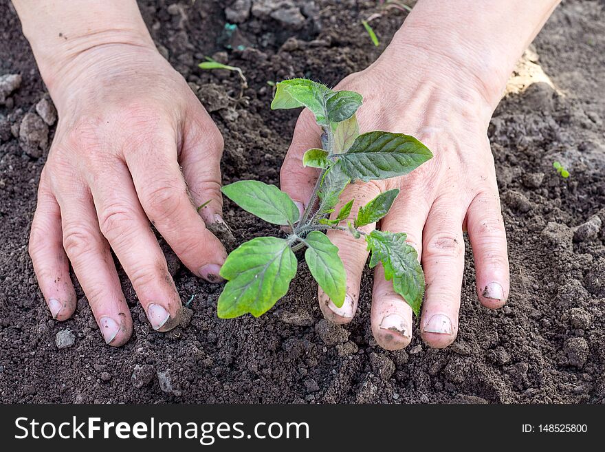 The woman`s hands condense the ground near the sprout of tomatoes_