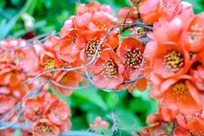 Close Up Of Red Flowers On Bush Branch. Blooming Bush With Green Leaves And Red Stock Photos Close Up Of Red Flowers On Bush Branch. Blooming Bush With Green Leaves And Red Stock Photos