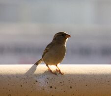 Free Little Sparrow Ibiza Stock Photo - 148542880