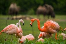 Free Pack Of Bright Birds In A Green Meadow Near The Lake. Exotic Flamingos Saturated Pink And Orange Colors With Fluffy Feathers Royalty Free Stock Images - 148543239