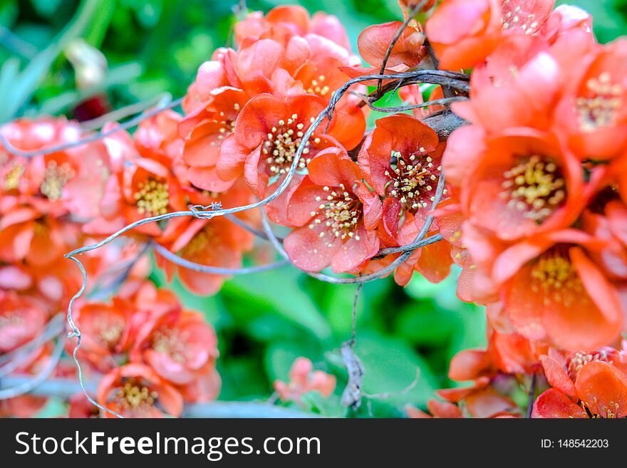 Close Up Of Red Flowers On Bush Branch. Blooming Bush With Green Leaves And Red