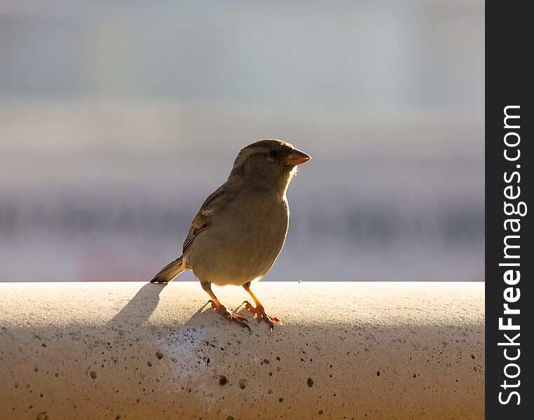 Little Sparrow Ibiza