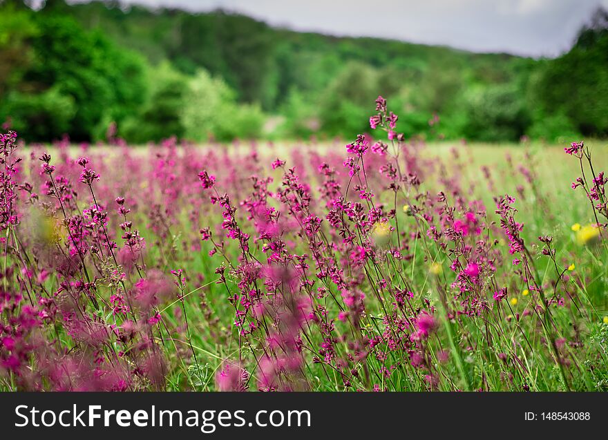 Beautiful Wildflowers  In The Traditional Ukrainian Country Village