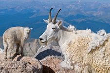 Mountain Goat Mother And Baby 2 Royalty Free Stock Images Mountain Goat Mother And Baby 2 Royalty Free Stock Images