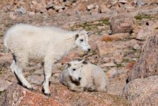 Baby Mountain Goats 2 Stock Photography
